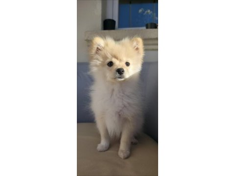 3 aylık erkek yavru pomeranian sahiplendirilecektir