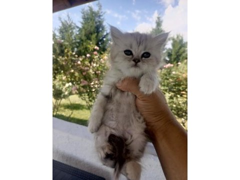 Silver british yavrularımız