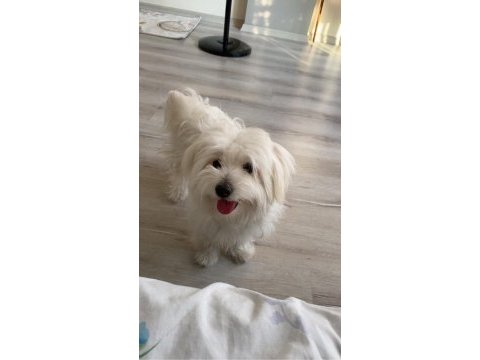 5 aylık 0 numara maltese terrier