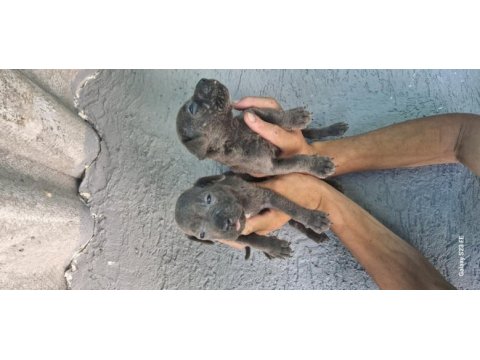 Cane corso yavru