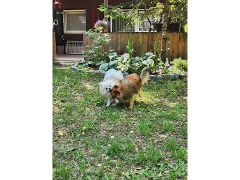 Eş pomeranian boo