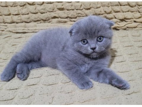 Top kafa scottish fold