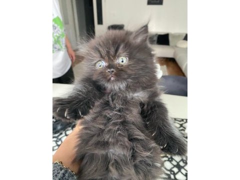 Duygularınızı değiştirecek yeni chinchilla bebişlerim