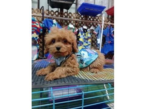 Poodle köpeğimizi için ulaşın