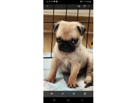 Muhteşem safkan pug yavruları