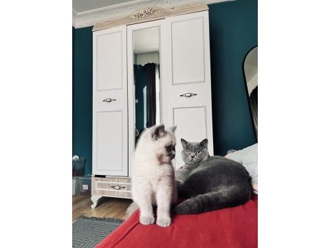 Blue point british shorthair göz bebeğimiz