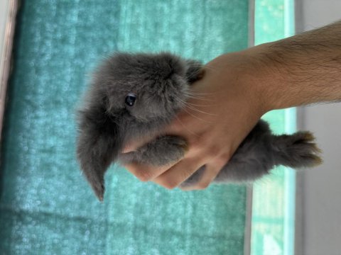 Sevimli yavru tavşanlar