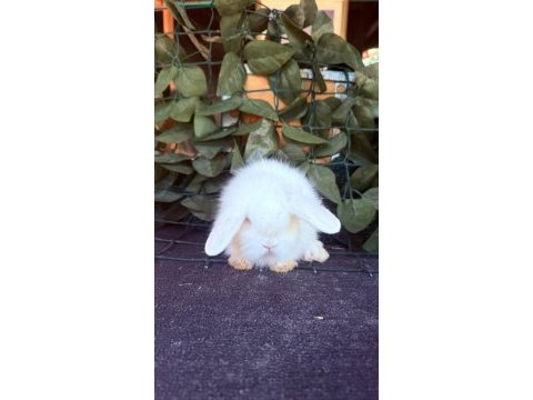 Safkan hollanda lop ve cüce tavşan yavrular
