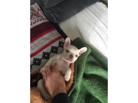 2.5 aylık erkek french bulldog