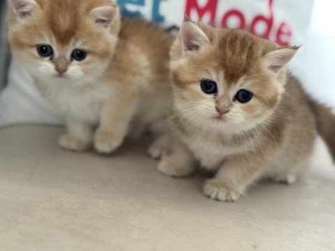 Ankaranın en elit golden british shorthair yavruları