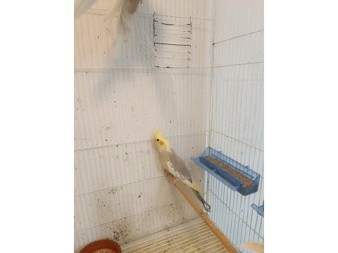 Lutino ve pied ele alışık sultan yavrular