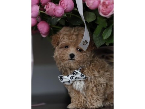 Micro boy aşılı maltipoo (gercek görsel)