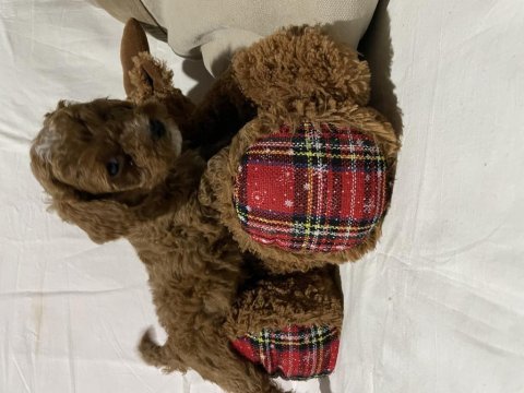 Irk ve sağlık garantili toy poodle bebekler