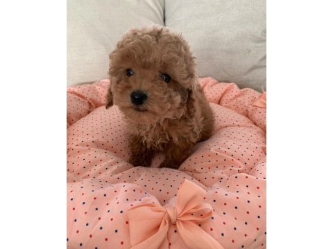 Toy poodle yavruları