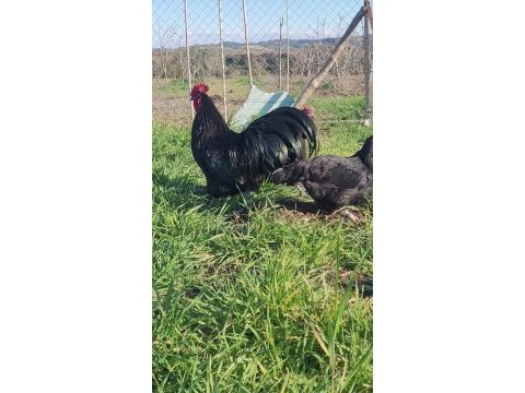 Alman australorp