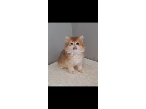British longhair ny12 dişi