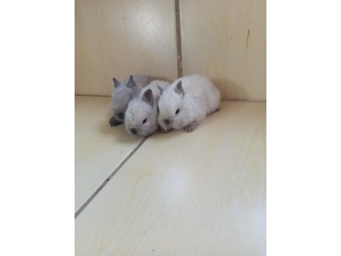 Hollanda teddy lop tavşan yavruları