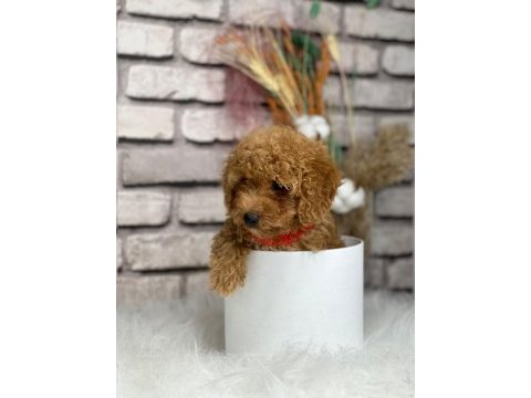 Tüy yumağı toy poodle yavrularım