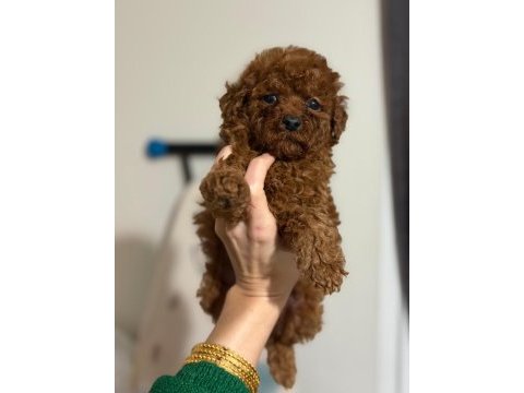 Toy poodle oyuncu sevimli ırk garanti yavrularımız