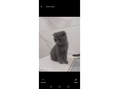 Güzel scottish fold kıza yuva arıyoruz