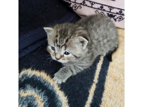 Saf kan british shorthair yavrular