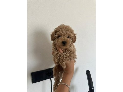 Kore kan toy poodle üst kalite