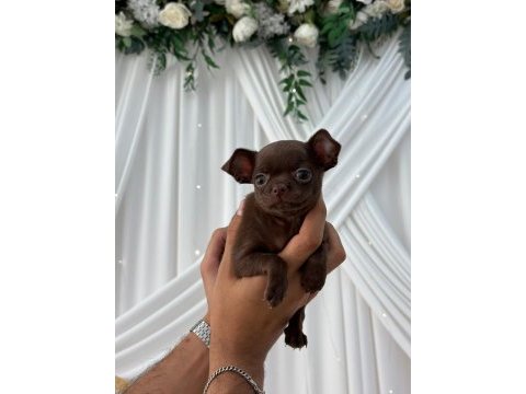 Irk ve sağlık garantili chihuahua yavrularımız