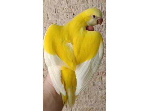 İri boy yeme düşmek üzere sarı monk papağanı bebek