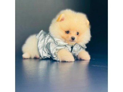 Pomeranian boo garantili yavrular