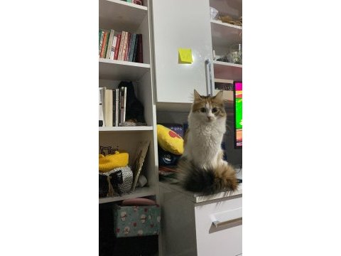 Daha yeni 1 yaşına giren kedimiz güneşimize yuva arıyoruz
