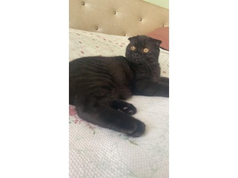 Scottish fold 6 aylık erkek siyah yavrum