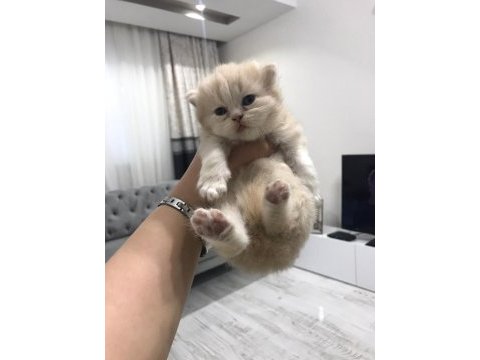 Chinchilla 1 aylık erkek
