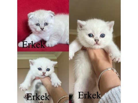 Erkek lynx point scottish fold yavrularım