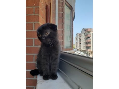 Dişi tek kalan yavru scottish fold