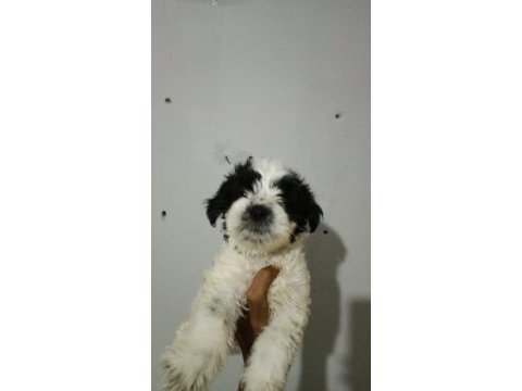 Morkie minikler