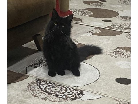 Koca maine coon bebekler