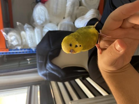 Konuşan elden koldan inmeyen insan canlısı kuşumuz