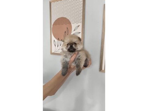 Pomeranian boo erkek ve dişi yavrularımız