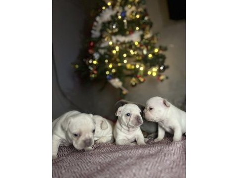 Egzotik french bulldog yavrularımız rezerveye açılmıştır