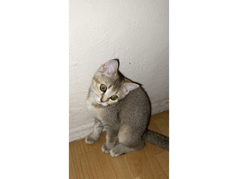 Kedimiz sara yeni yuva arıyor