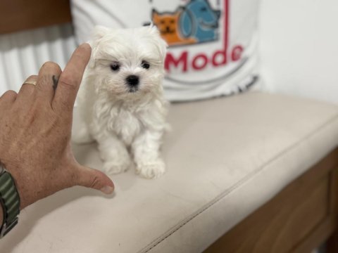 Petmode köpek çiftliğinden tea cup kore kan maltese