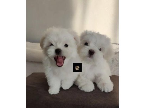 Pets world güvencesi ile maltese yavrularımız
