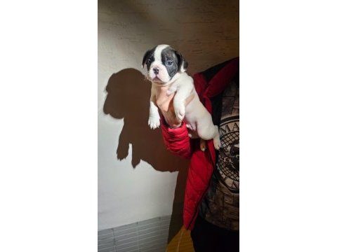 Maskeli harika yavru french bulldog