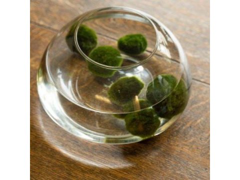 Şans getiren marimo