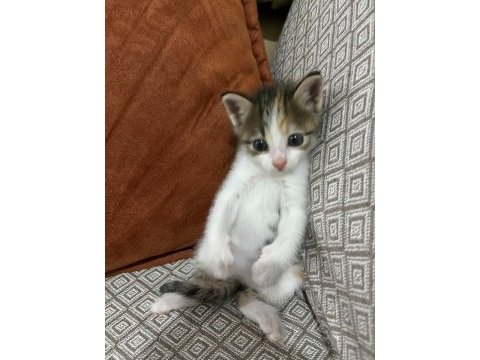 İsmi poncuk kedimizin