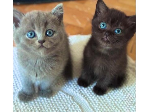 Güzeller güzeli british shorthair bebekler