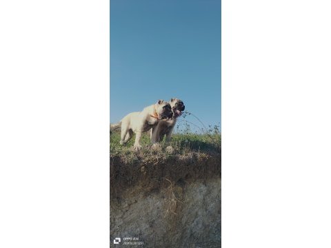 Anadolu aslanı köpeğimiz