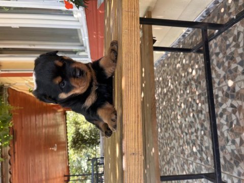 Koca kafa rottweiler yavruları