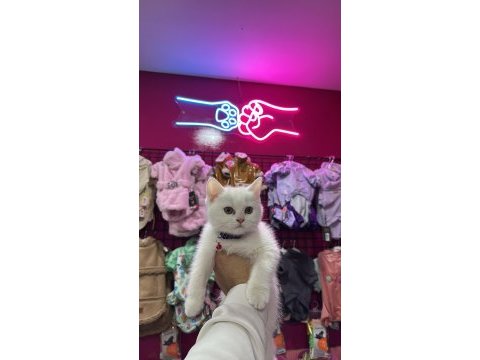 Show kalite son british shorthair yavrularımız