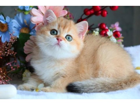 British shorthair golden bebek